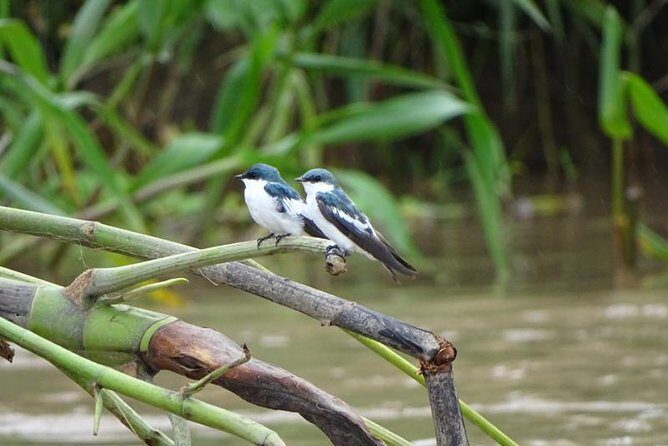 Full Expedition 5Days 4Nights - Amazon Wonder Expeditions - Exploring the Amazon Wonder Expeditions’ 5-Day Tour