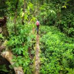 Full jungle experience - Exploring the Full Jungle Experience: A Detailed Review