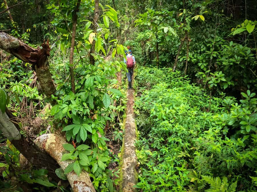 Full jungle experience - Exploring the Full Jungle Experience: A Detailed Review