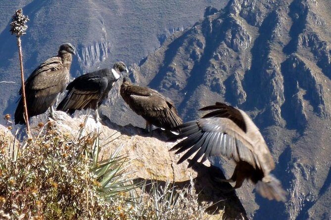 Fullday Colca Canyon with lunch from Arequipa - The Heart of the Tour: Mirador de la Cruz del Cóndor