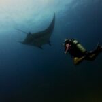 Fun dives Catalina Islands for Certified Divers - Key Points