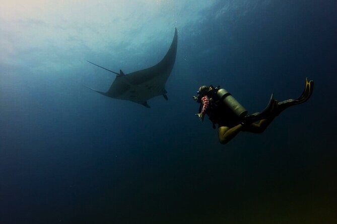 Fun dives Catalina Islands for Certified Divers - Key Points