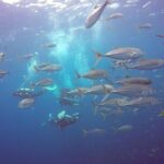 Fundive Catalina Islands (2 dives only for certified divers) - Who Will Love This Tour?