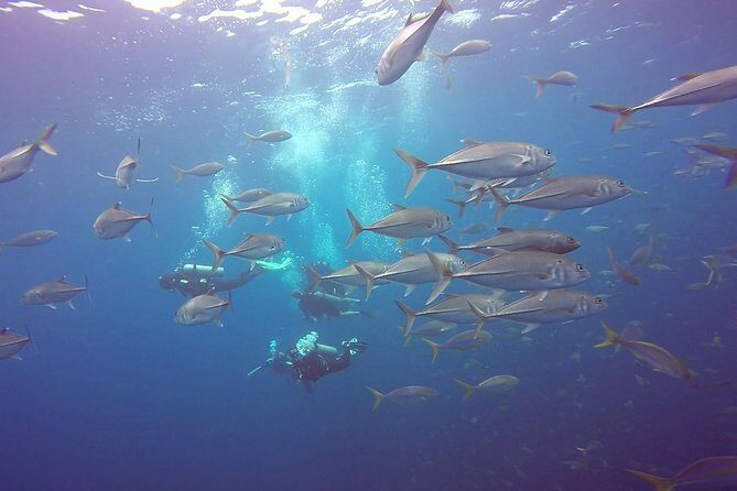 Fundive Catalina Islands (2 dives only for certified divers) - Who Will Love This Tour?