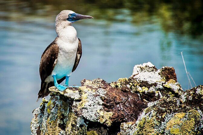 Galapagos By Land And Sea 4d-3n - What We Love About This Tour