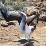 Galapagos Enchanting 3 Islands (5 Days) - Why This Tour Offers Good Value