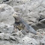 GALAPAGOS IDEAL (3Days) - Exploring the Itinerary in Detail