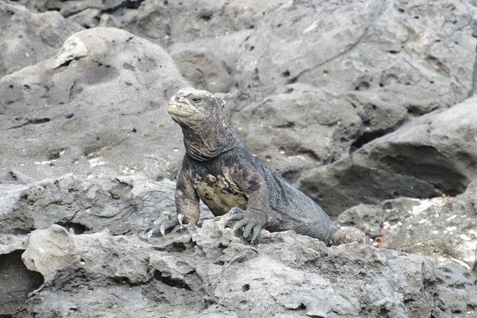 GALAPAGOS IDEAL (3Days) - Exploring the Itinerary in Detail