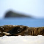 Galapagos Intensive 5 days, land base (3Islands) Excludes galapagos flight - The Sum Up: Is This Tour Right for You?