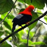 Gallito de Roca sighting - The Setting and Atmosphere