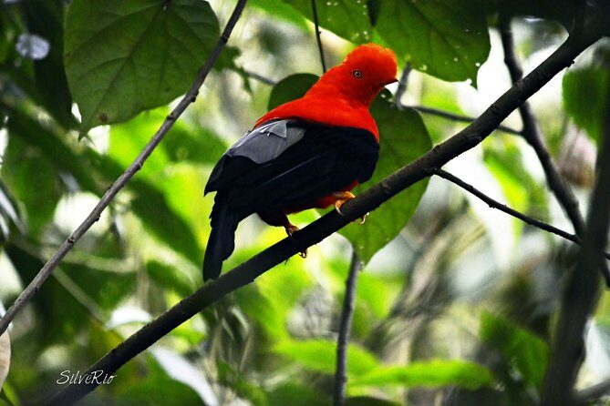 Gallito de Roca sighting - The Setting and Atmosphere