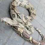 Gamarra Bizzare Tour & Coca Leaf Reading with a Local Shaman - Analyzing the Tour’s Value