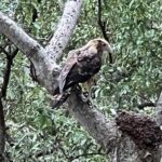 Gatun Expedition Monkey island Tour - The Experience in Detail