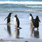Gentoo Penguins at Berthas Beach Guided Tour from Stanley - An Honest Look at the Itinerary and Experience