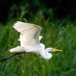 Getting in to the Jungle 3D/2N-At Tapiri Rio Negro Lodge - The Value of This Tour: Whats Included and Whats Not