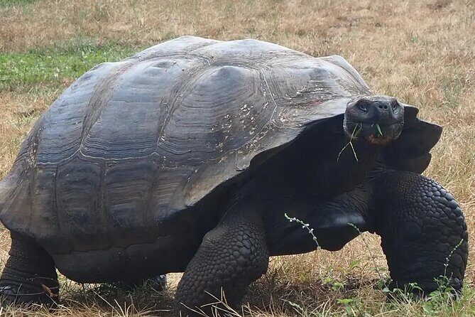 Giant Turtle Watching and Lava Tunnels Tour - Practical Details and Tips for Travelers