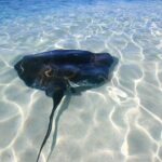 Gibbs Cay Stingray and Conch Dive Adventure - Why This Tour Works