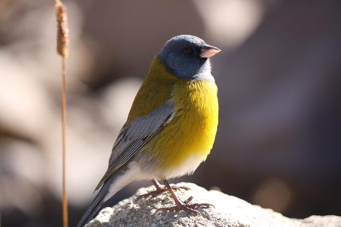 Glacier Hike at El Morado Glacier, from Santiago - Final Thoughts: Who Will Love This Tour?