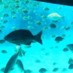 Glass Bottom Boat, Sloth, Monkey Park, Chocolate Factory & West Bay Beach - The Ideal Traveler for This Experience