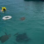 Glass Bottom Boat Snorkeling With Turtles & Shipwreck In Barbados - Exploring the Experience in Depth