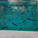 Glass-bottom boat tour to Punta Cana - The Sum Up: Is This Tour Right for You?