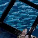 Glass Bottom Boat Water Activity in Montego Bay Jamaica - The Sum Up