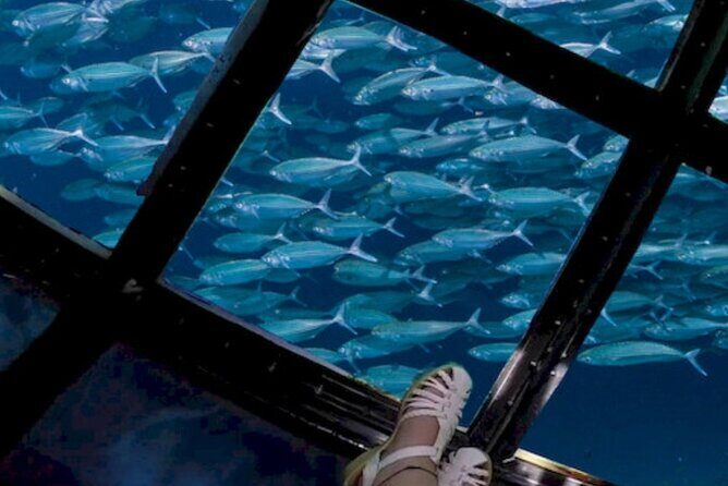 Glass Bottom Boat Water Activity in Montego Bay Jamaica - The Sum Up