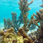 Glass Bottom Nylon Pool Tour in Buccoo Reef - Who Should Consider This Tour?