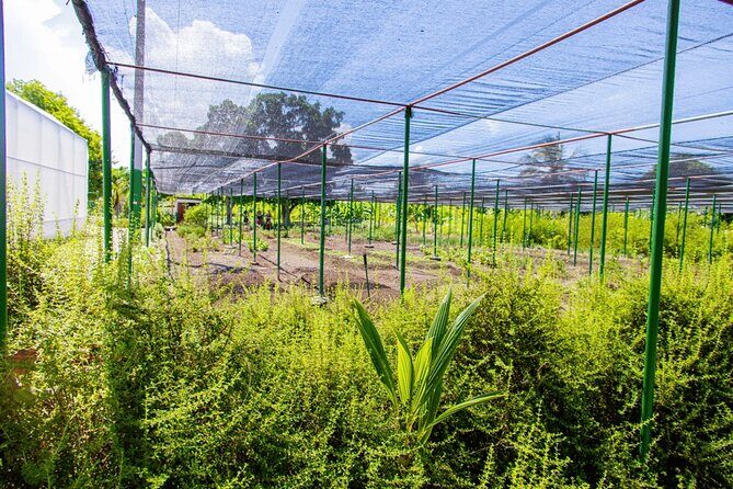 Golf Cart Eco Tour Half Day Tour - FAQ