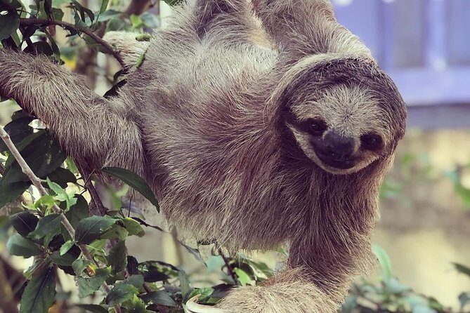 Goodman's Tour to the Sanctuary of Rescued Wild Animals - Frequently Asked Questions