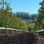 Gourmet Picnic at Viña Edén - A Closer Look at the Gourmet Picnic at Viña Edén