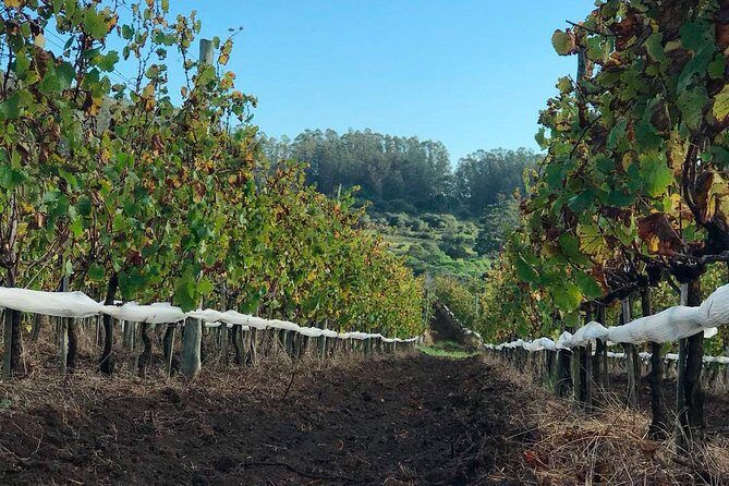 Gourmet Picnic at Viña Edén - A Closer Look at the Gourmet Picnic at Viña Edén