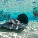 Grand Cayman 2 in 1 Combo Adventure: Stingrays & Reef Snorkeling - FAQ