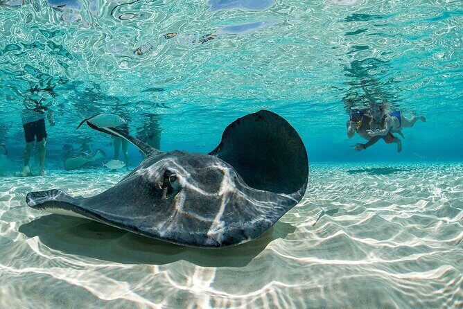 Grand Cayman 2 in 1 Combo Adventure: Stingrays & Reef Snorkeling - FAQ