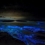 Grand Cayman Bioluminescence Experience - Who Should Consider This Tour?