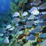 Grand Turk - Amazing Wall Snorkeling Tour - FAQ