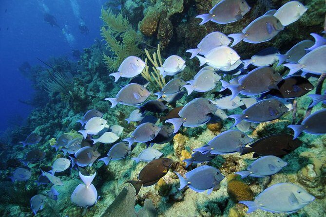 Grand Turk - Amazing Wall Snorkeling Tour - FAQ