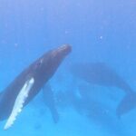 Grand Turk: Whale Watching - Who Would Love This Tour?