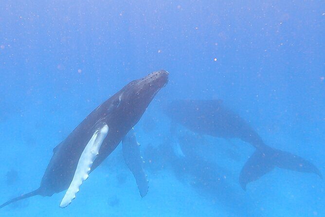 Grand Turk: Whale Watching - Who Would Love This Tour?