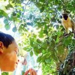 Green Monkey Time - Breaking Down the Cost and Value