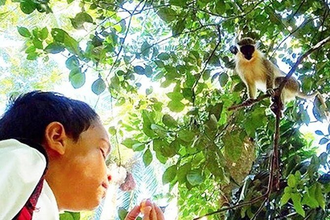 Green Monkey Time - Breaking Down the Cost and Value