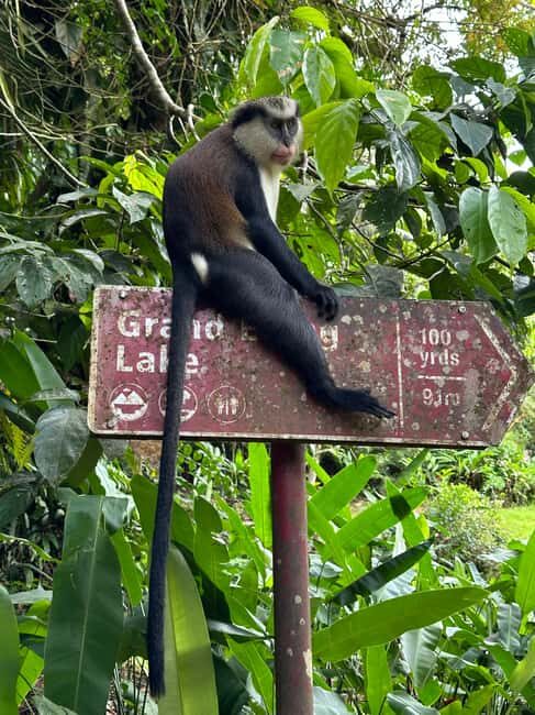 Grenada: Annandale Waterfall, Grand Etang, Grand Anse beach - A Closer Look at the Itinerary