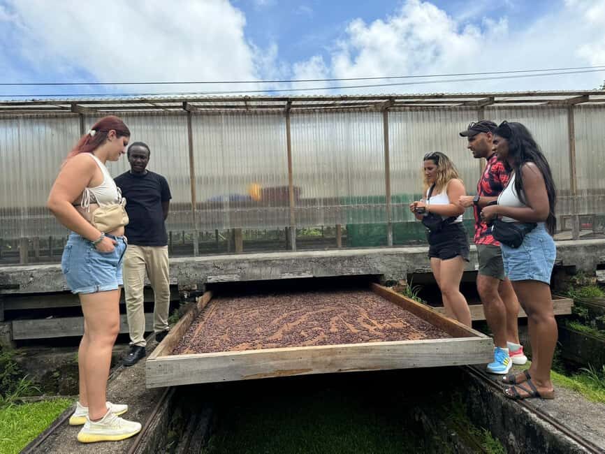 Grenada: Belmont Estate Tree to Bar Chocolate Workshop - Harvesting and Opening Pods