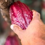 Grenada Herb & Spice Tour -Fort Frederick, Chocolate & Waterfalls - Why This Tour Works for You