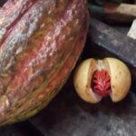 Grenada: Spice Island Expedition. - An In-Depth Look at the Grenada Spice Island Expedition