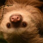 Group Guided Night Walking Tour in Monteverde - A Closer Look at the Monteverde Night Walk