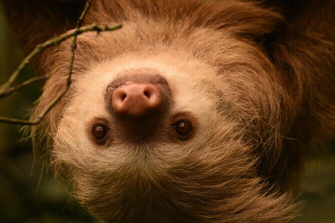 Group Guided Night Walking Tour in Monteverde - A Closer Look at the Monteverde Night Walk