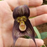 Gualaceo, Chordelg and San Bartolome craft making villagues - Analyzing the Value