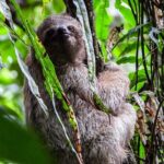 Guanacaste Rainforest Safari with Meal - A Closer Look at the Guanacaste Rainforest Safari