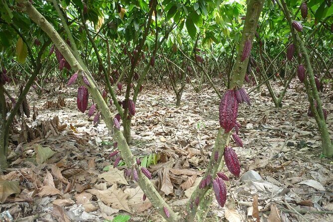 Guayaquil City Tour & Chocolate Farm with Typical Lunch PRIVATE Day Trip - Practical Details: What You Need to Know